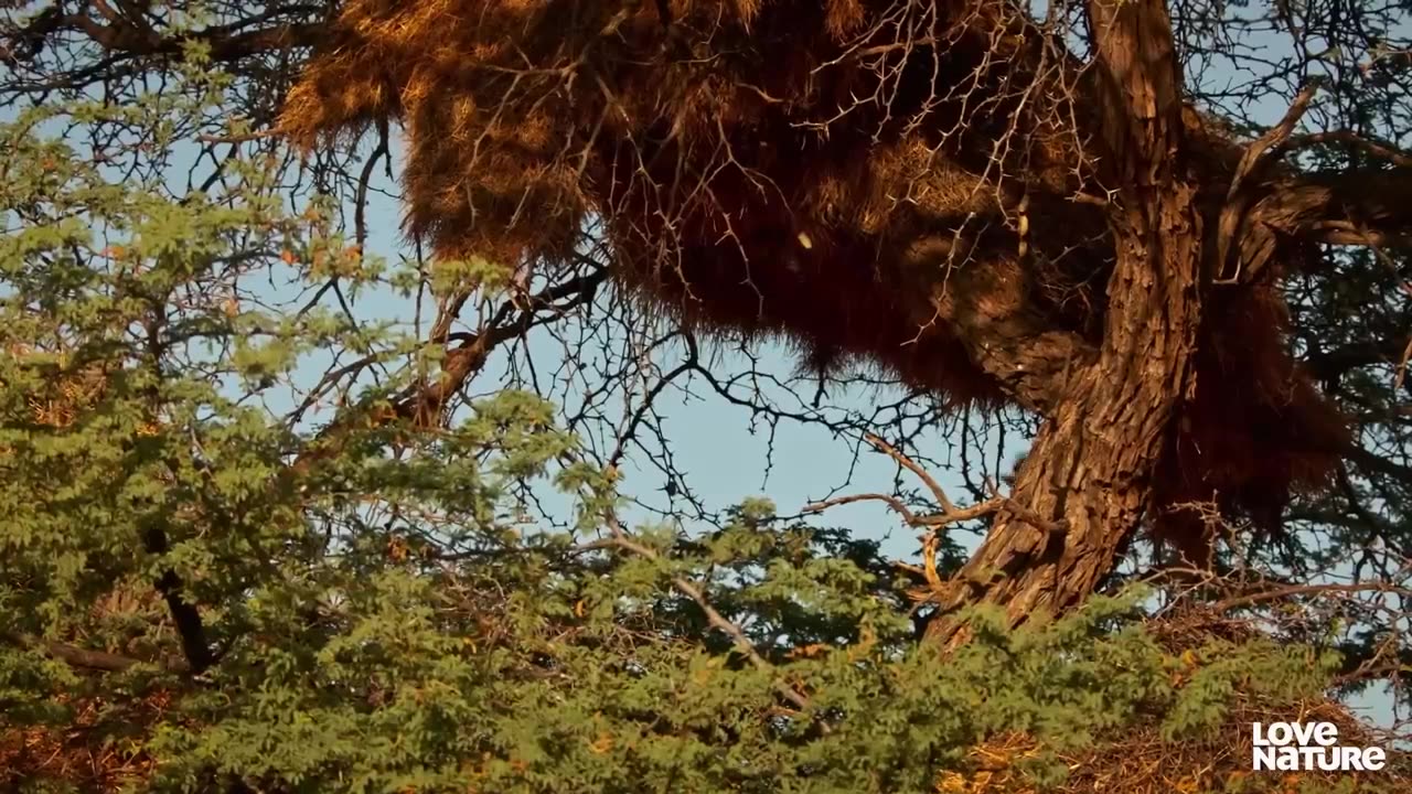 Cobra VS Mongoose
