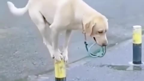 INTELLIGENT Dog Ever