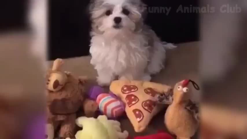 Best Funny Videos Of Cats And Dogs 😹🐶 - Funny Animals Compilation 😂