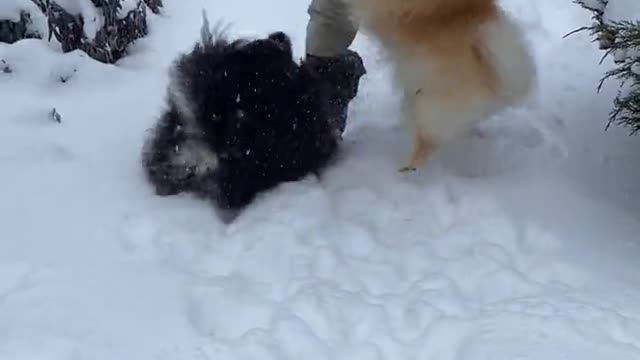 Puppies are playing together, they and their little friend