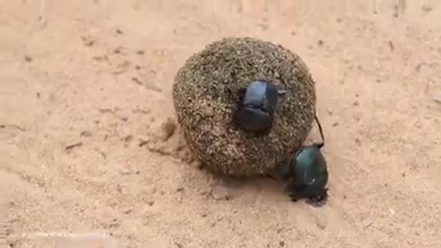 Dung beetle carries dung balls