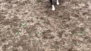 Cute dog in a pink raincoat