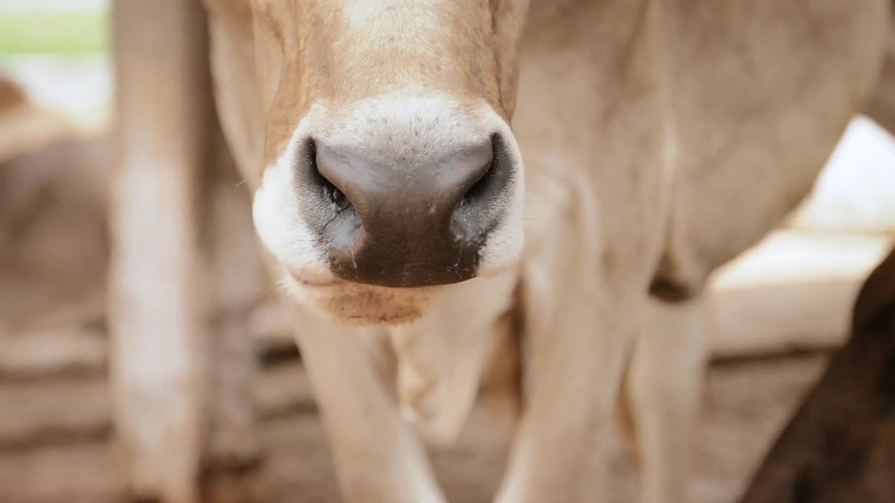 Cow Face and Nose Animals Living In Ranch