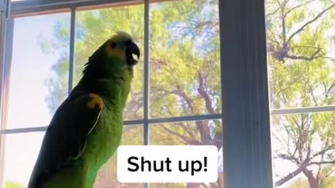 LOL, did the bird say:" shut the f**k up!!"?