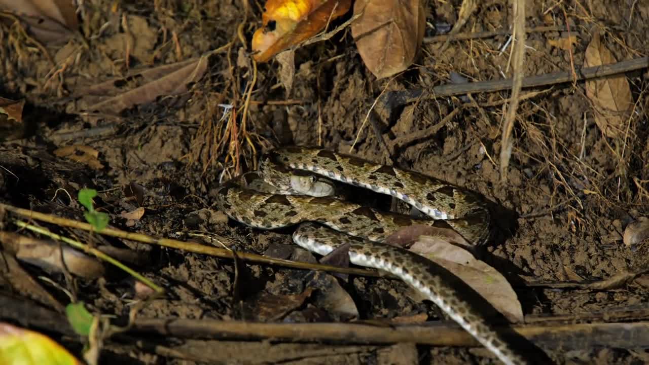 Deadly snake common lancehead terciopelo going into defense mode Costa Rica night time