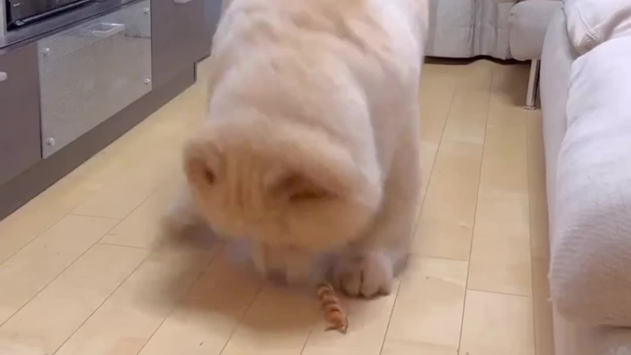 Chow Chow