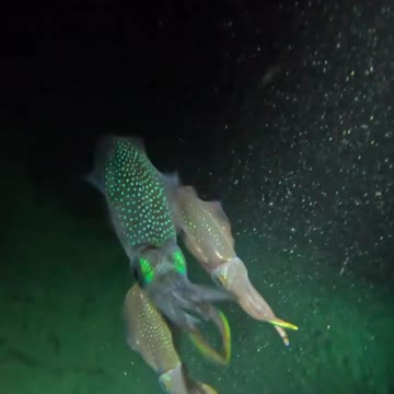 Fish In The Water #Fish_In_The_Water #animals_Nuture #fish