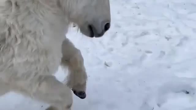 Little pony first time saw snow