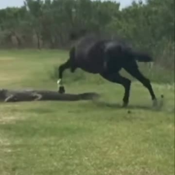 Horses have muscular legs and thick hard hooves to protect them | wildlife animals