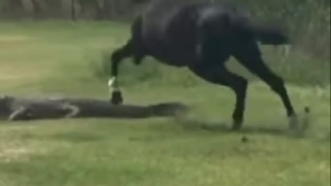 Horses have muscular legs and thick hard hooves to protect them | wildlife animals