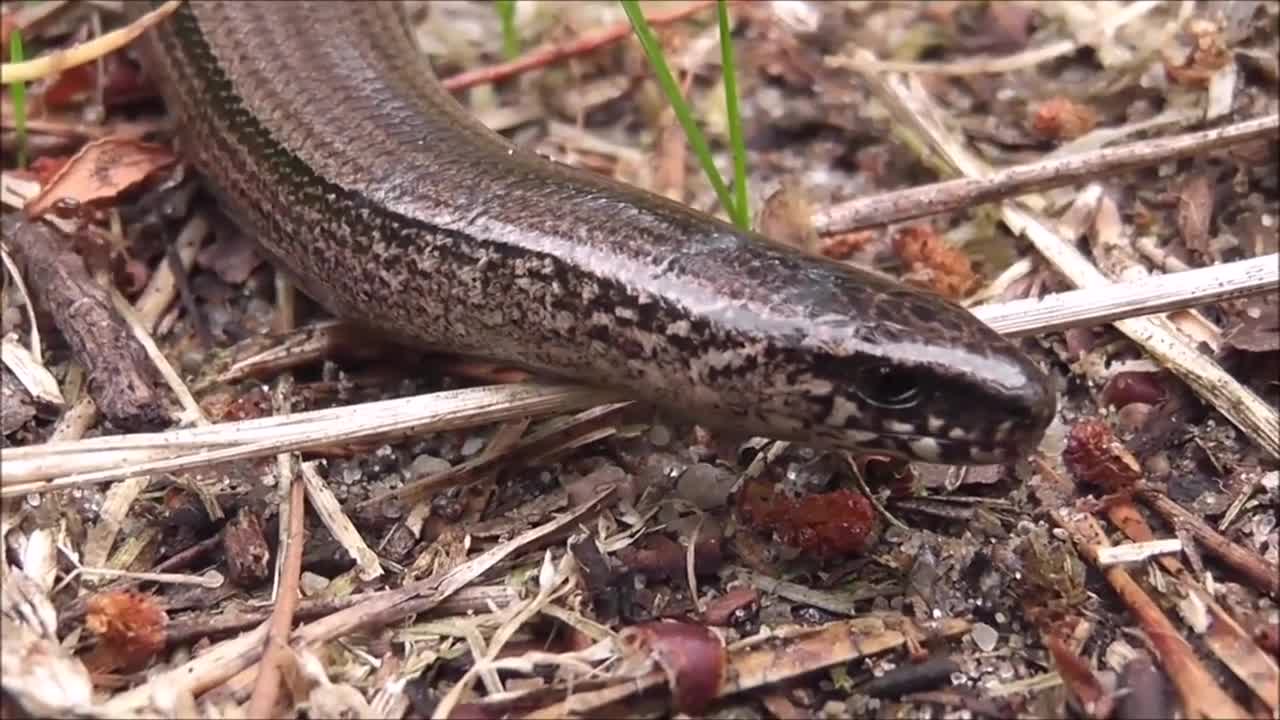 OMG 😱 World's Most Dangerous snake Inland Taipan Snake 🐍