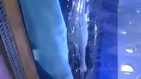 Korea Aquarium Beluga