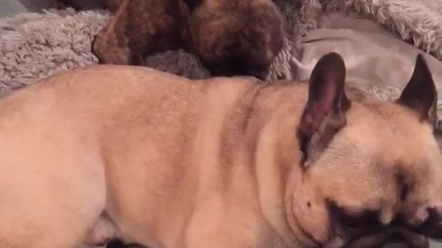 Dog licks other dog's back on couch