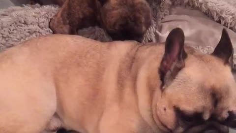 Dog licks other dog's back on couch