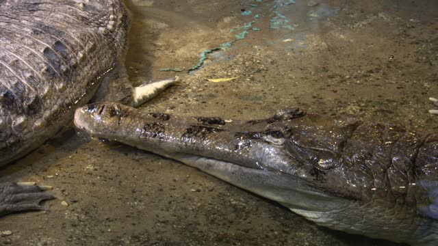 Animals in national Zoo, many animals 7