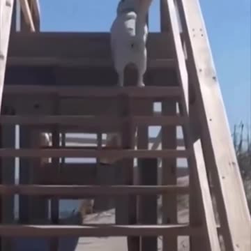 That’s one Hipster Hopping Dog