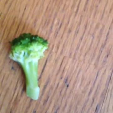 Watch This Pit Bull's Hilarious Reaction When He Discovers Broccoli In His Treat