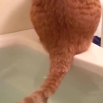 Do you just wash your tail in the shower?
