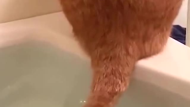 Do you just wash your tail in the shower?