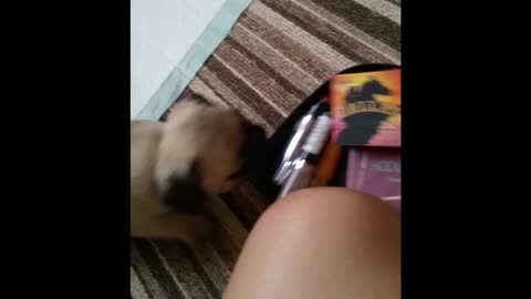 Adorable Pug puppy steals make-up bag