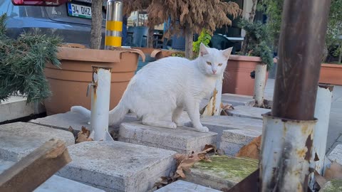 Cute White cat family