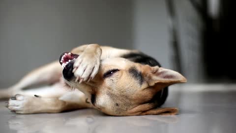 dog lying on the ground