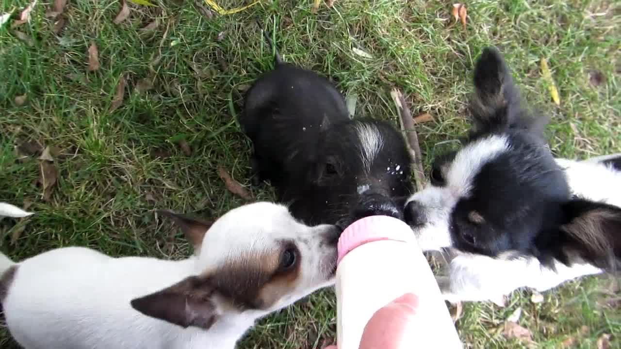 Give The Pig A Bottle!