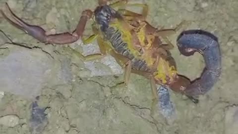 Scorpion