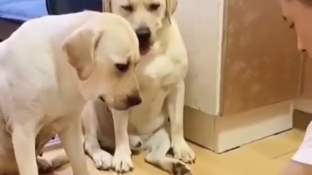 Funny Labrador Video ! Dog games