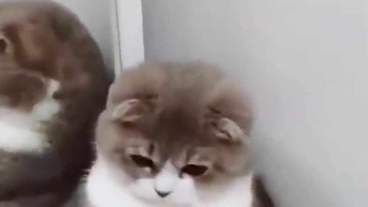 Welcome to funny with animals channel | Cute Pets And Funny Animals Pets Garden animals funny life