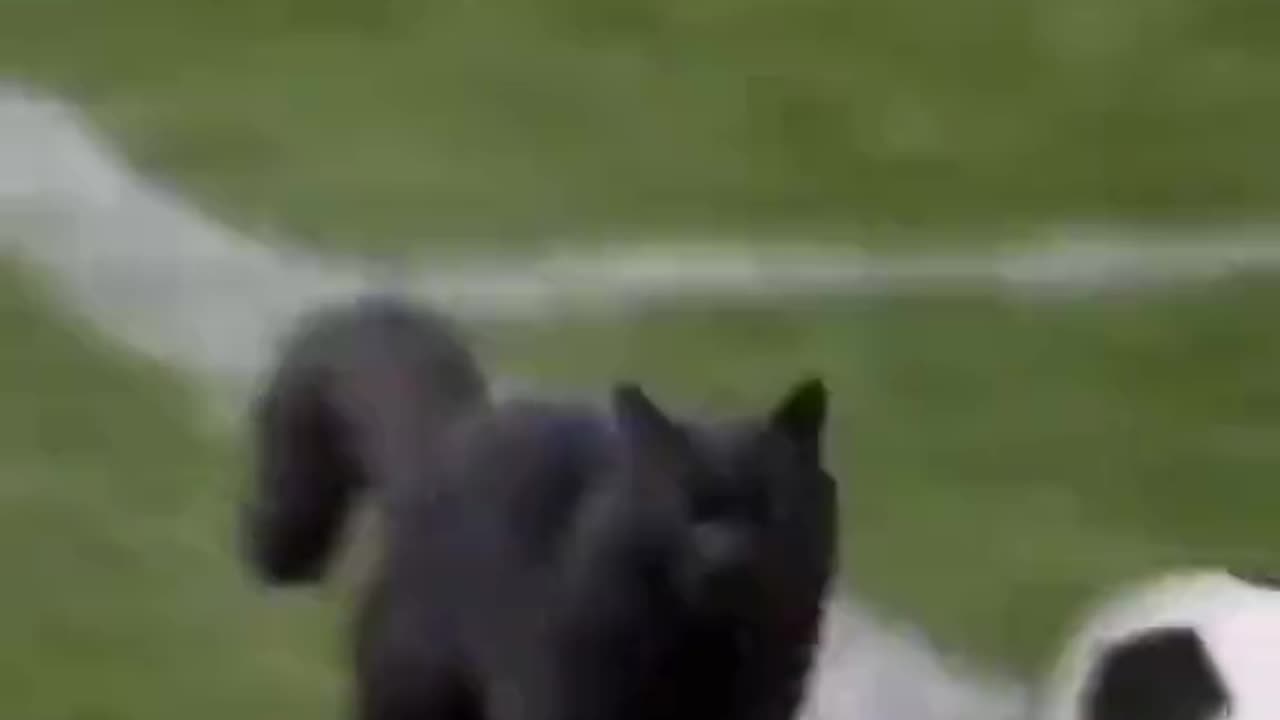 Black Cat Score A Goal #ronaldo #cat