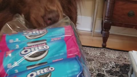 Brown dog wants oreos