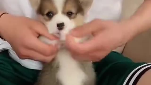 Cute And Funny Pets+Try Not To Laugh To These Pets Compilation #10 #Stress Reliever
