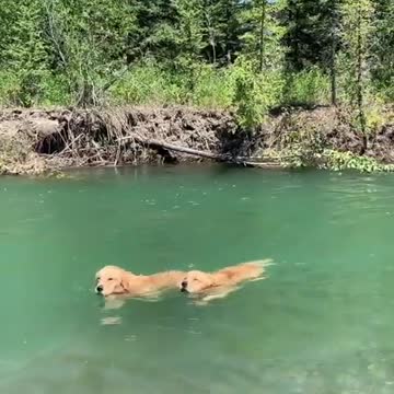 Golden Retrievers Swim Upstream In Perfect Synchronization