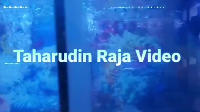 THIS LITTLE LOUHAN FISH CANNOT BE JOIN BECAUSE IT LIKES TO FIGHT
