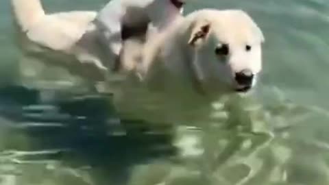 funny dog video