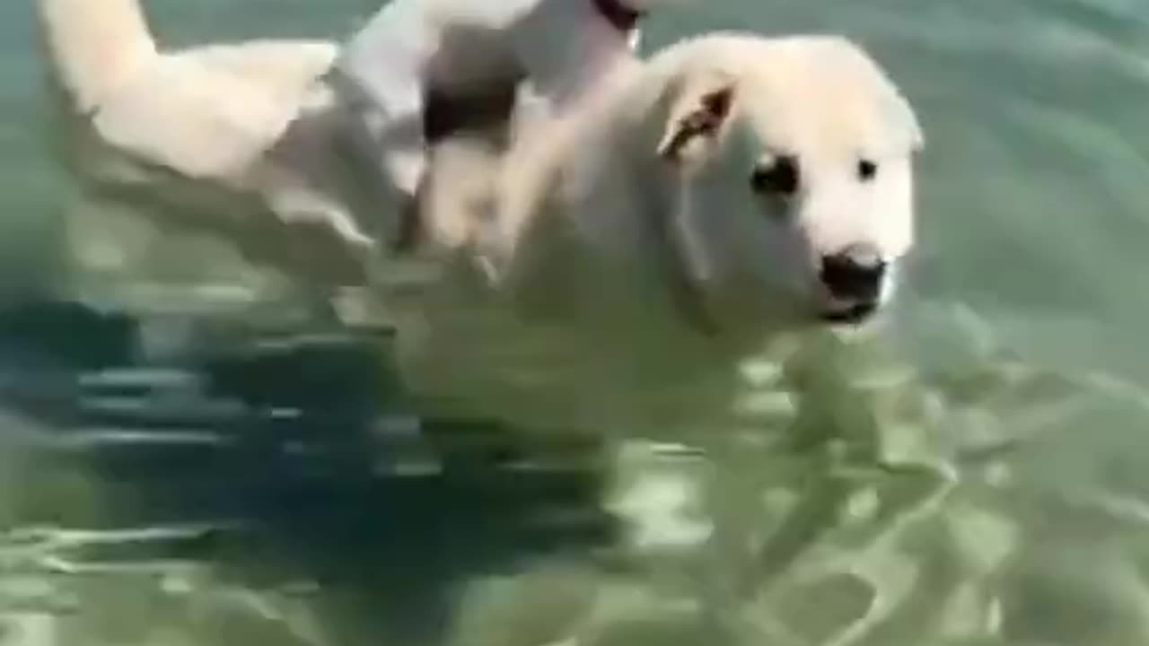 funny dog video