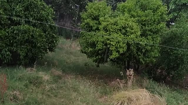 Unexpected hail storm and rain footage