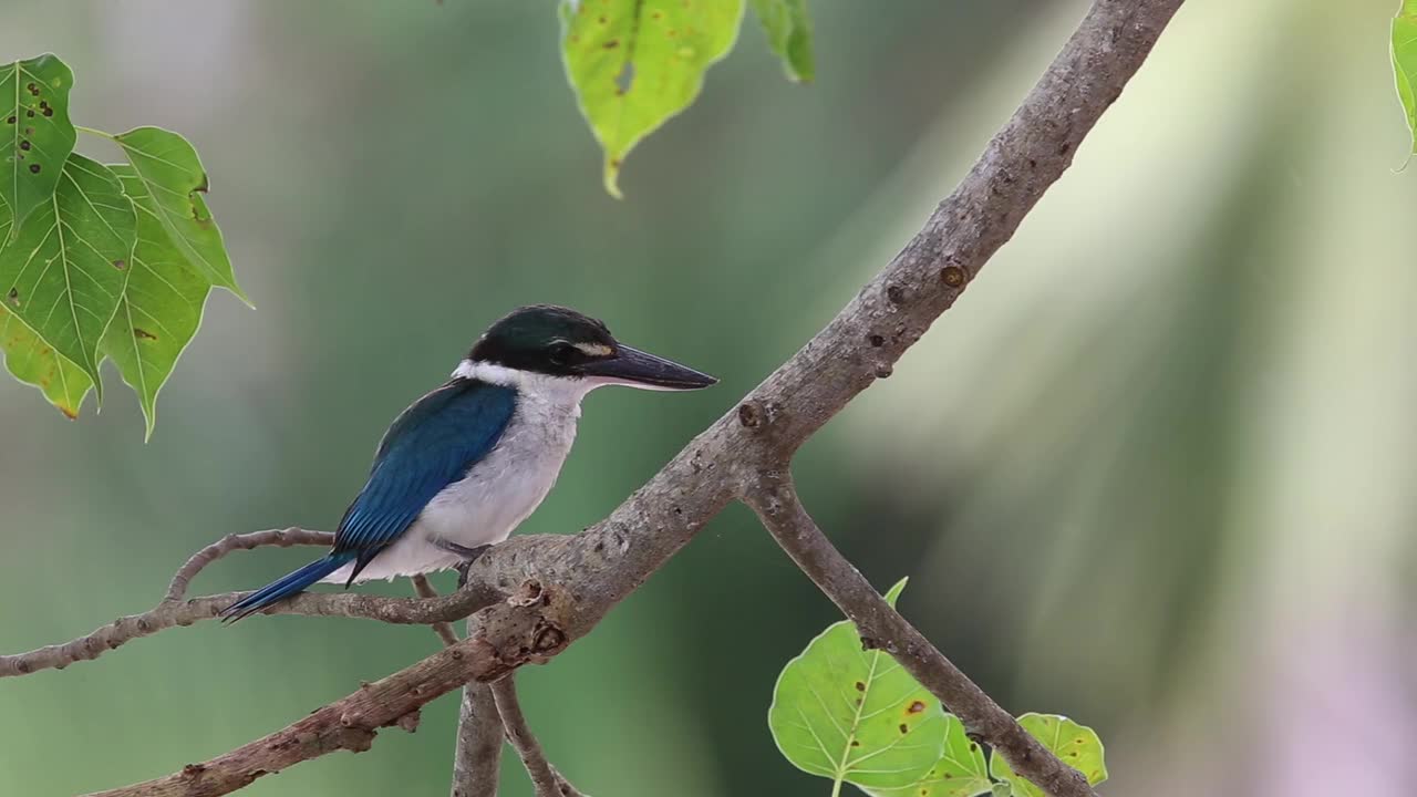 Wild Birds Special Collection 8K VIDEO ULTRA HD HDR 60FPS