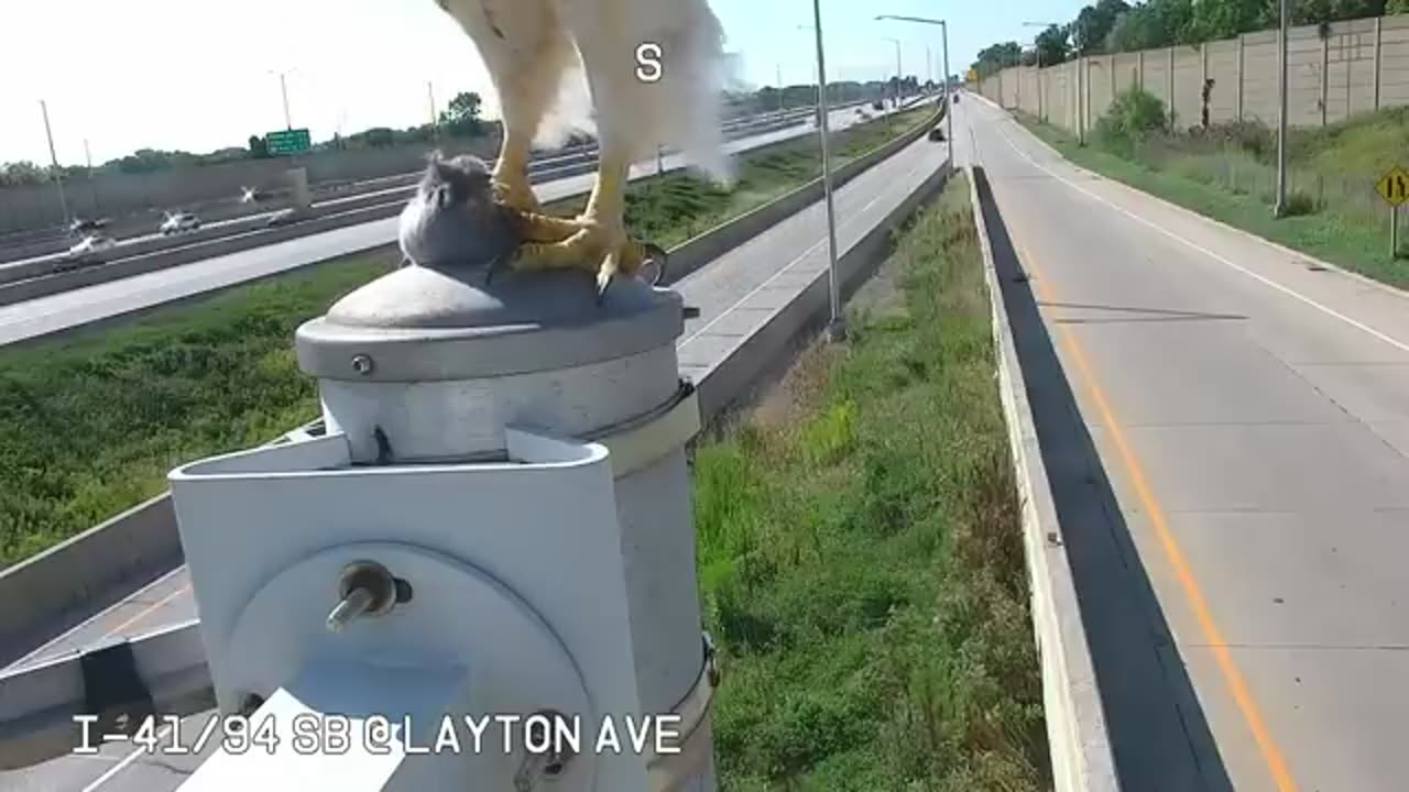 Hawk lands in front of camera and eats rat it just caught