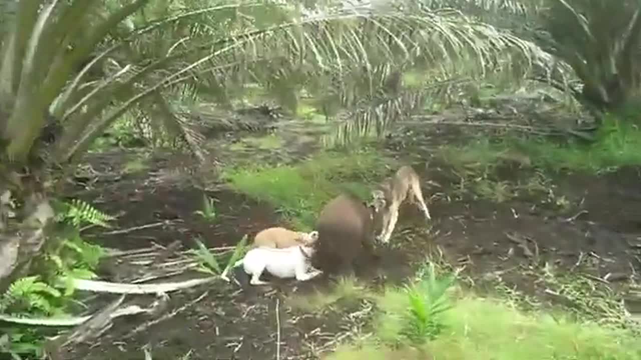 Exciting Fight of Pig and Belgian Dog