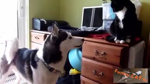 Cats and Dogs Meeting Each other For The First Time amazing