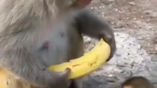 Monkey video 😂