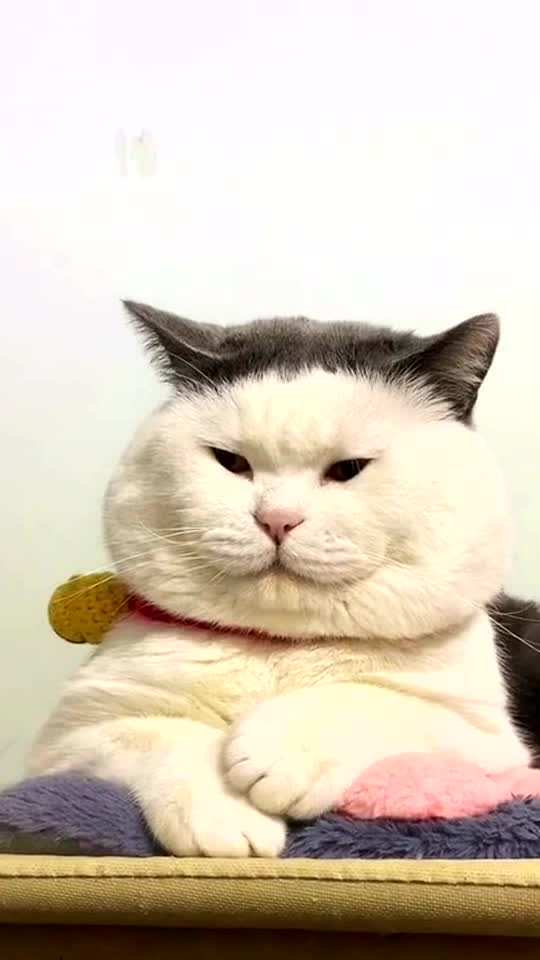 The elder brother of the flat heat