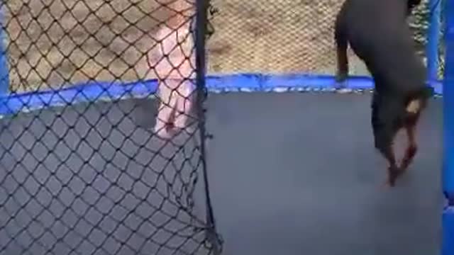 Kid and dog having fun a trampoline! 😍