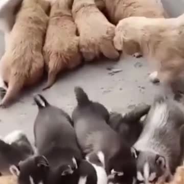 Funnydog #shorts #dog #dogs #animals #funny #puppies