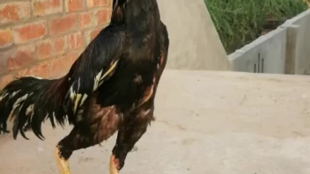 Beautiful rooster 🐓 by Kingdom of Awais