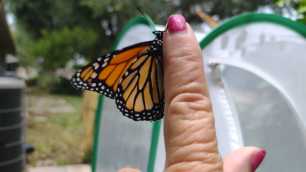 3 Monarchs released 4 30 2024