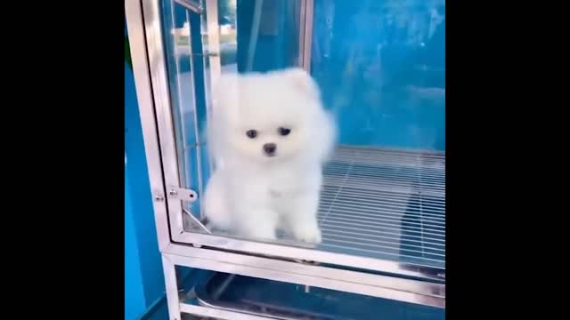 Best Animals 2 Minutes of Funny Cats and Dogs Videos