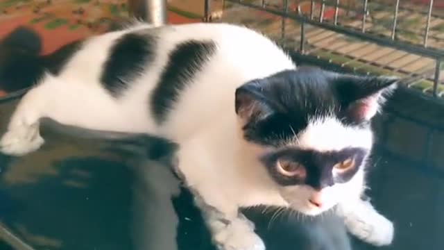 Funny zorro cat